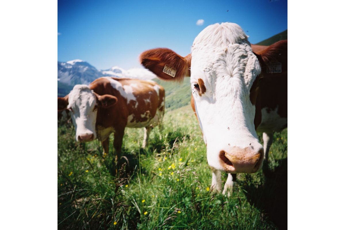 Lomography Lomography Color Negative 120 ISO 100 Film