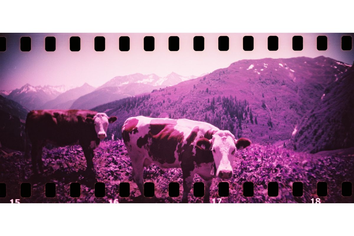 Lomography Sprocket Rocket 35 mm Panoramic Camera Bittersweet