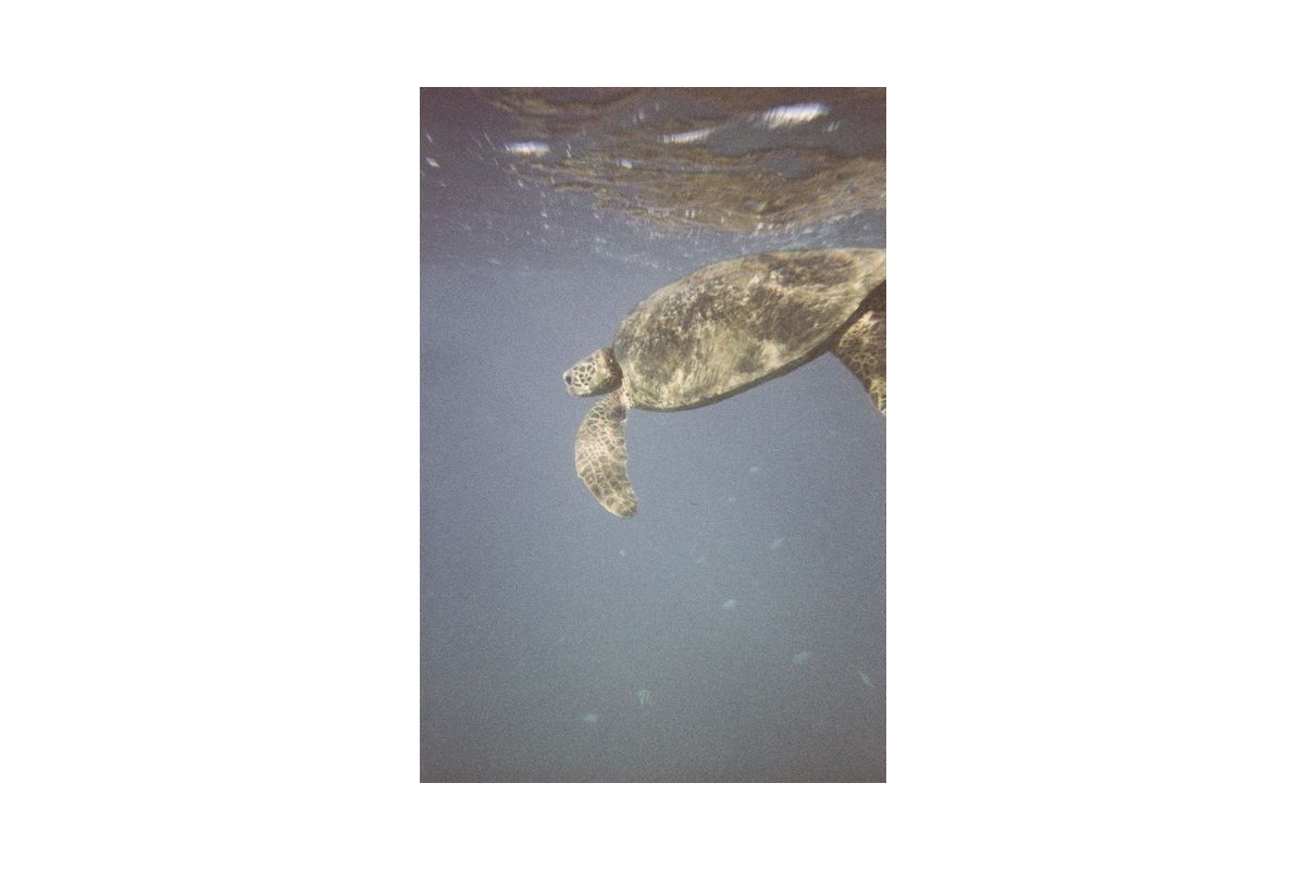 Lomography Simple Use Underwater Case