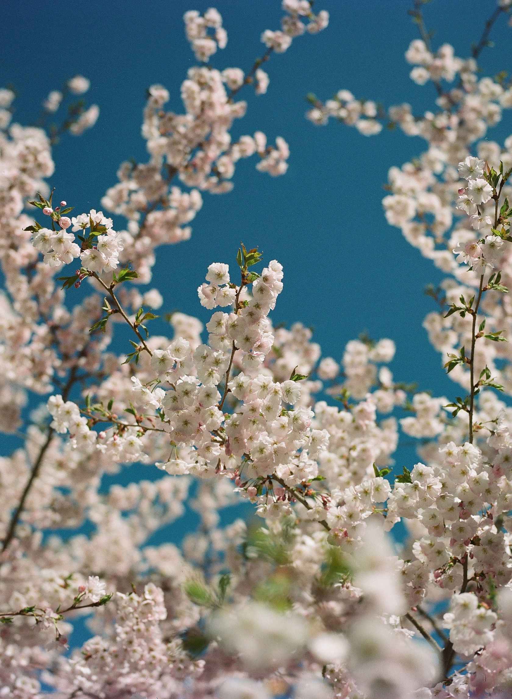 Kodak Ektacolor Pro 160 / 120