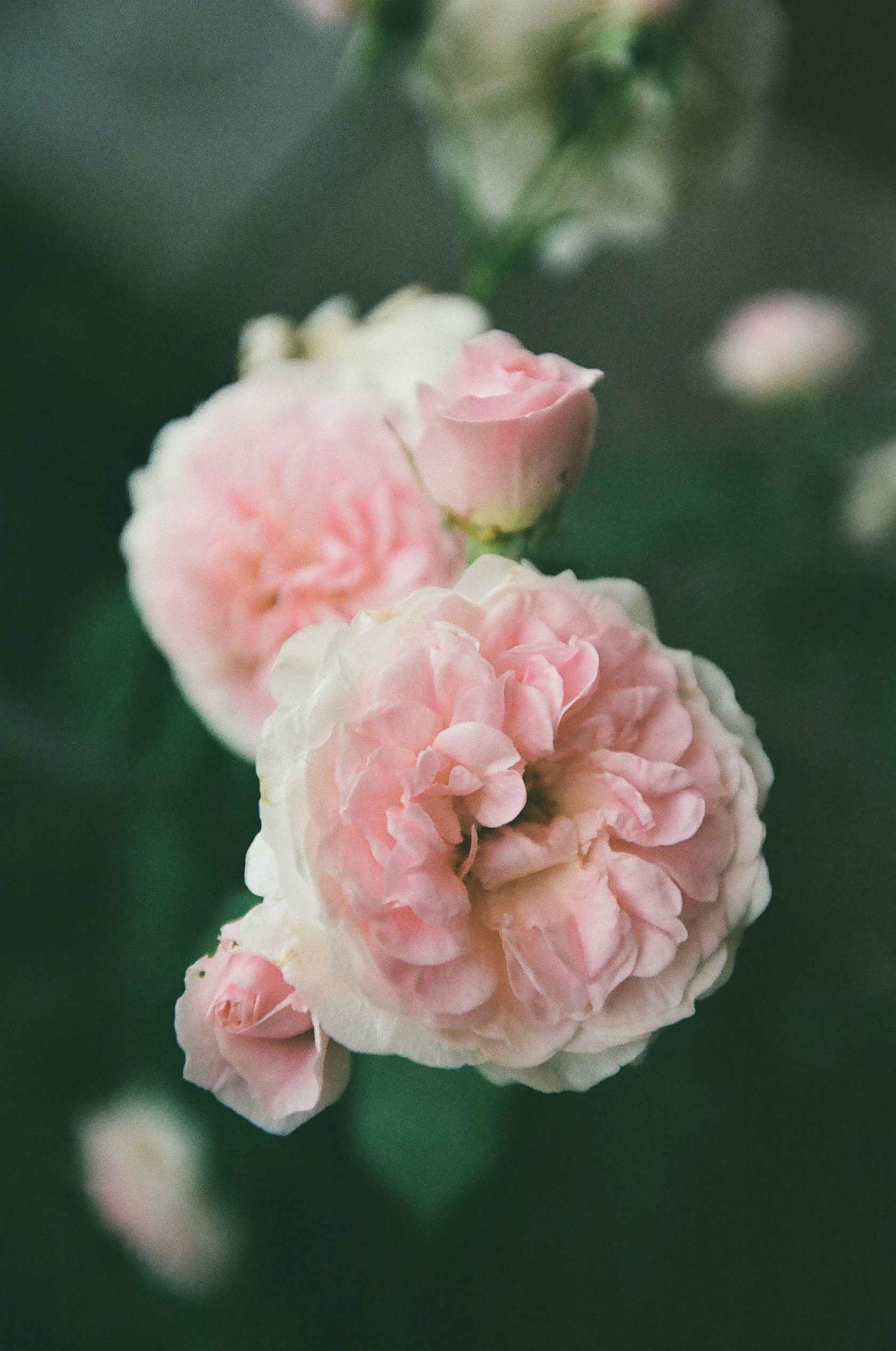 Kodak Gold 200 / 135  - 36exp.