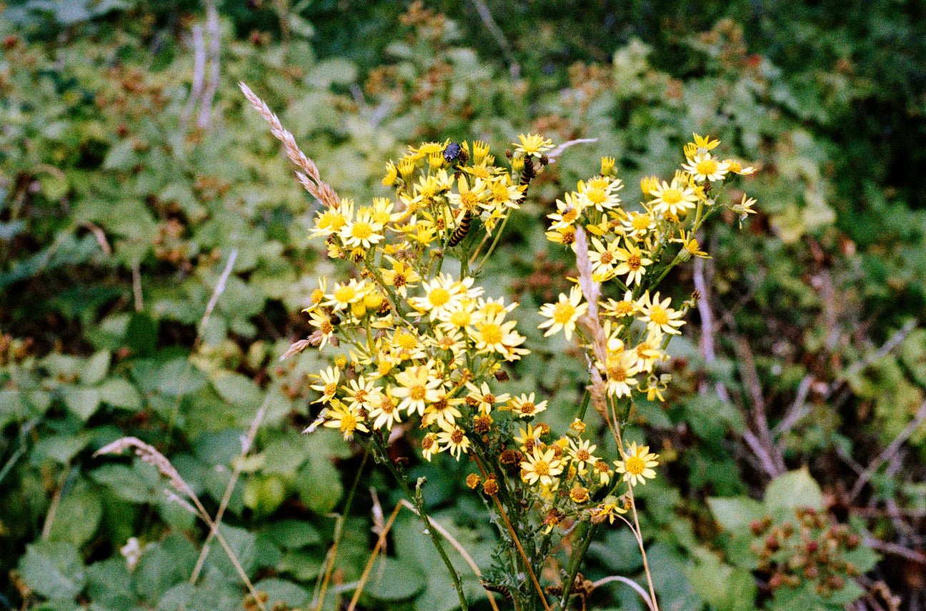 ORWO WOLFEN NC500 - 36EXP