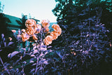 使用 Lomography 簡易膠片相機迷失在紫色迷幻中