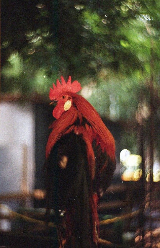 Lomography Fine Color / 135 - 36exp. - ISO 100 Film (1roll)