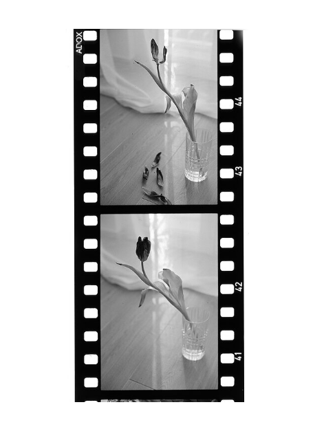 ADOX Scala 50 / 135 - 36exp. / B&W