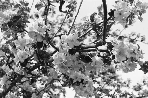 ADOX CHS 100 II / 135 - 36exp. / B&W