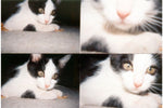 Lomography ActionSampler Clear Camera